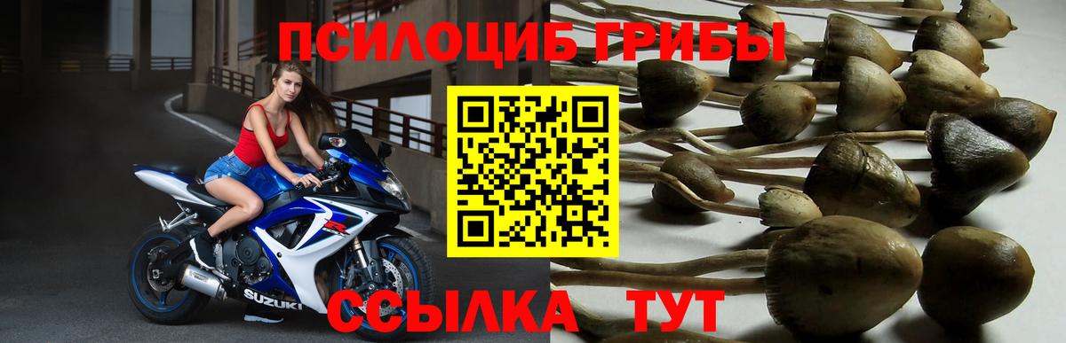 Псилоцибиновые грибы Magic Shrooms Курчатов